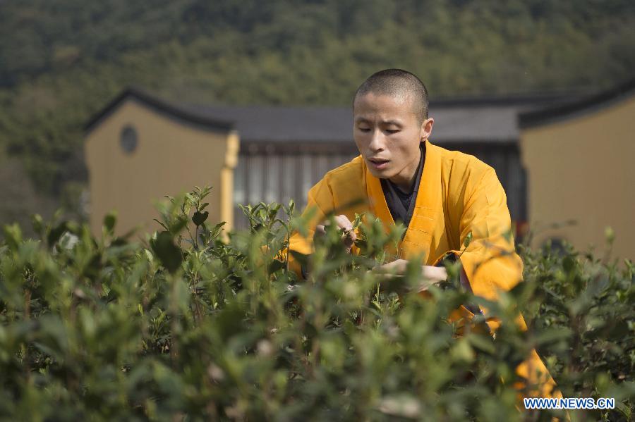 Monks begin to pick Fajing zen tea in Hangzhou