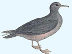 小海鳥200天飛越6萬公里 創(chuàng)最長(zhǎng)動(dòng)物遷徙距離記錄