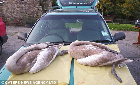 英兇殘天鵝殺死15只同類 大名“漢尼拔”或遭驅趕