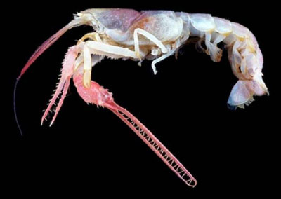 10年科考成果斐然 千米以下深海發現5000余種生物