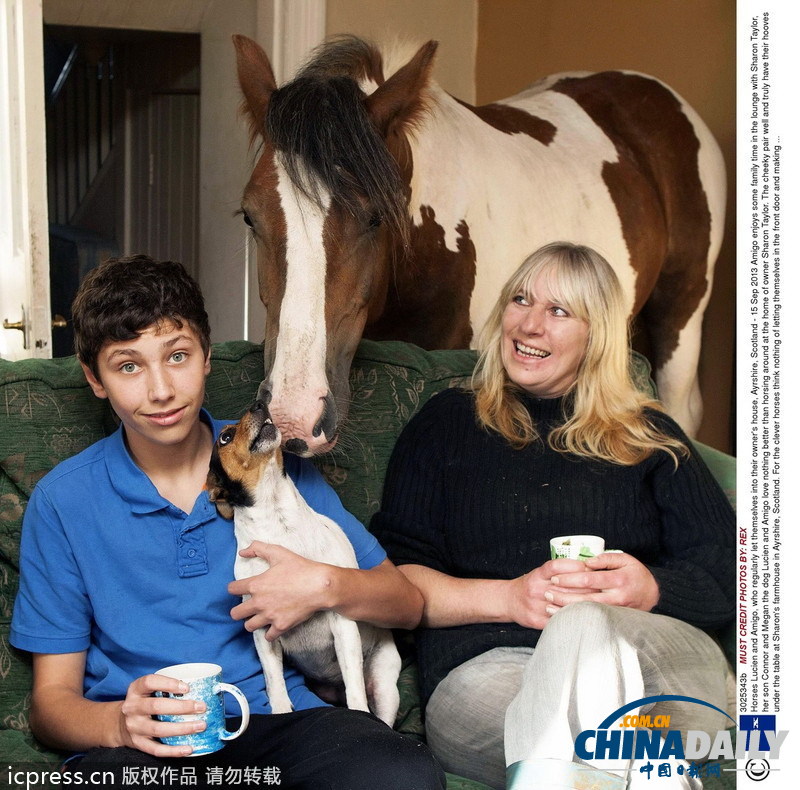 馬兒不怕生 融入人類家庭超和諧