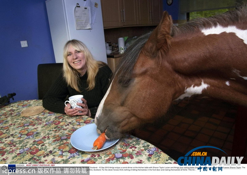 馬兒不怕生 融入人類(lèi)家庭超和諧