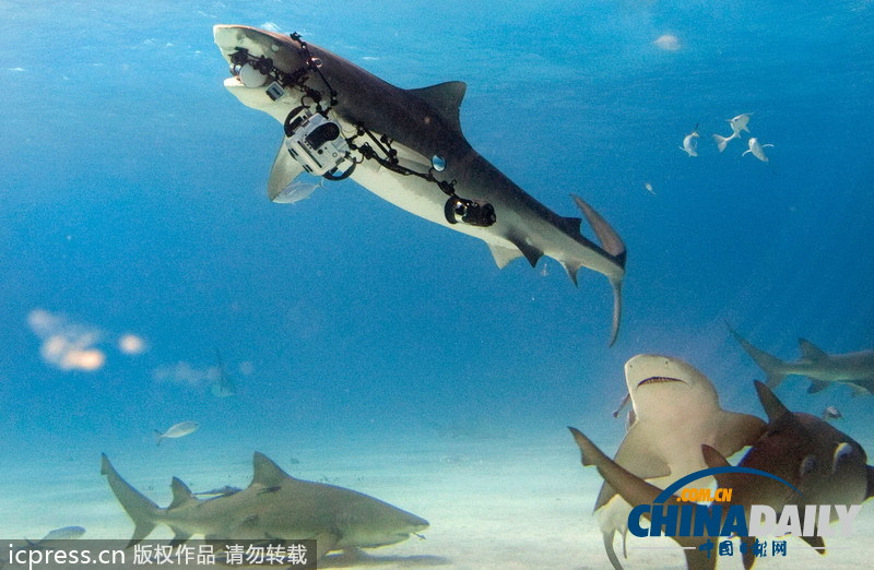 兇悍虎鯊強奪攝影機 捍衛自身肖像權