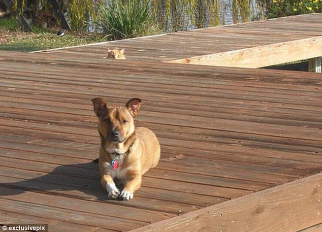 組圖：英網(wǎng)友曬自家寵物“搶鏡”照