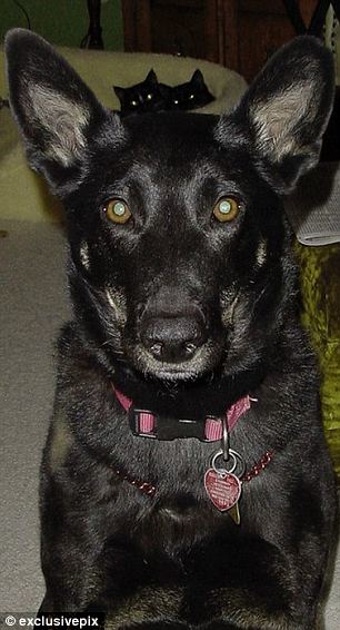 組圖：英網友曬自家寵物“搶鏡”照