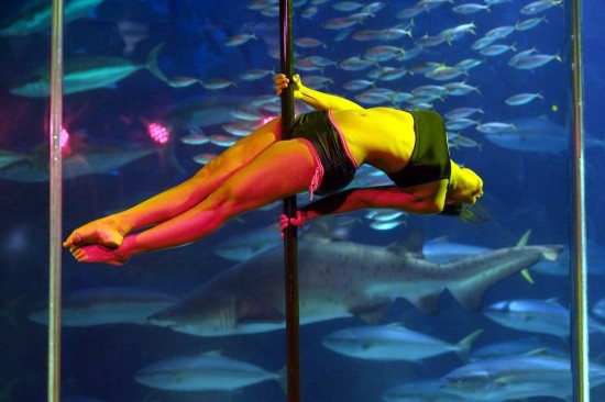 南非開普敦水族館里表演鋼管舞(圖)
