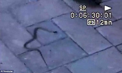 美國一房產被上千條蛇“纏身” 大幅降價難脫手