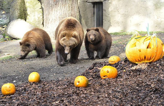 投籃、砸爛、發呆 萬圣節南瓜難倒德國棕熊（組圖）