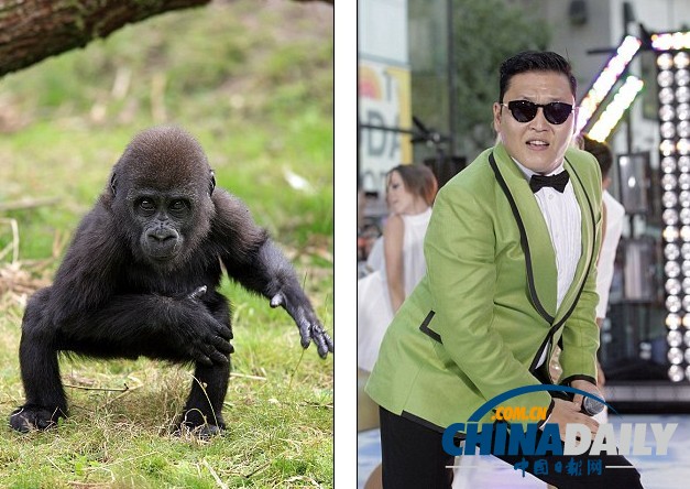 大猩猩熱舞江南style 風(fēng)頭蓋過(guò)潘基文不遜“鳥(niǎo)叔”