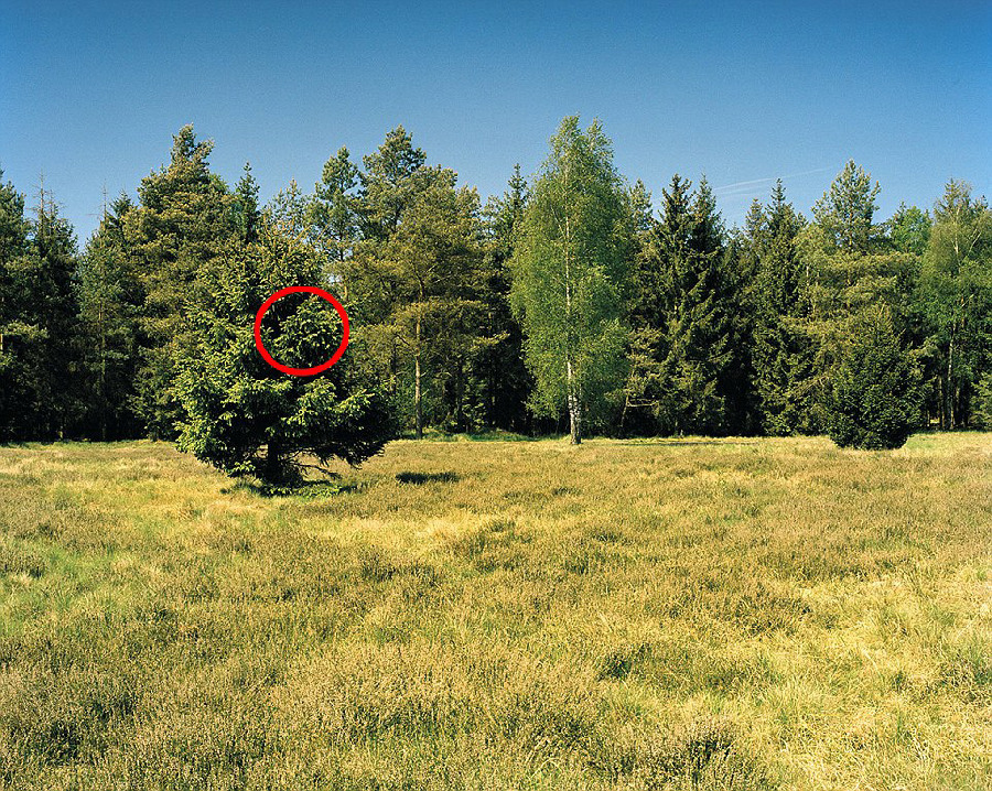 德國軍隊(duì)狙擊手藏身術(shù)：與自然融為一體