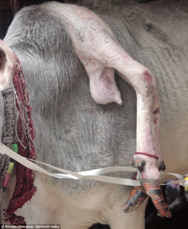 印度驚現五條腿“神牛” 民眾紛紛前來祈福