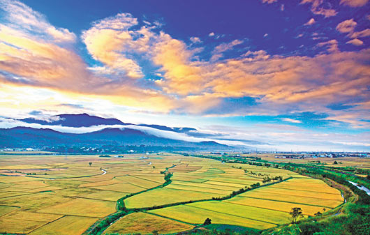 臺灣富里攝影賽 稻田風光奪金