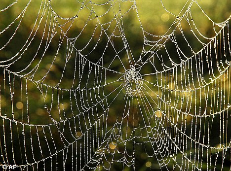 蛛網為何強于“鋼網”？蛛絲內部結構能隨壓力變化