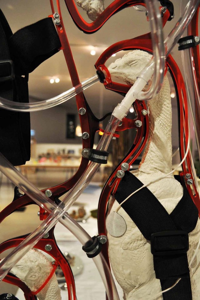 英學生提出飼養肉食雞新方法 摘掉大腦皮層去除痛感