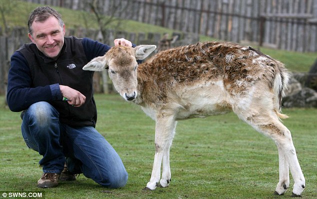 英國一母鹿21歲全球最長壽 喜歡小朋友酷愛薄荷糖