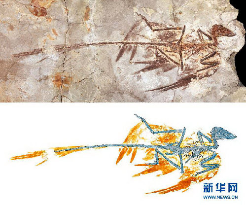 中美科學家聯手復原小盜龍“亮麗羽衣”