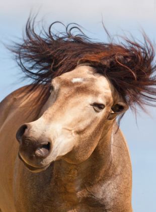 美國帥馬對(duì)鏡頭大擺造型 拉風(fēng)形象叫人羨慕嫉妒恨