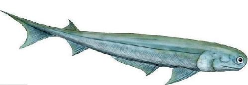 美最新研究顯示:人類由3億年前史前鯊魚進化而來