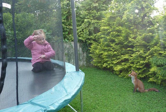 小狐貍愛聽歌、喜游戲 與英國女孩結(jié)為好友