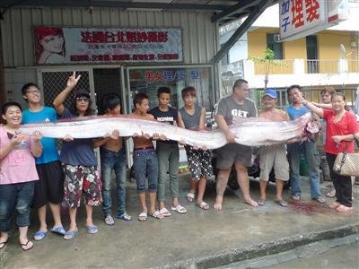 花蓮11人捕獲4米長地震魚 重59千克