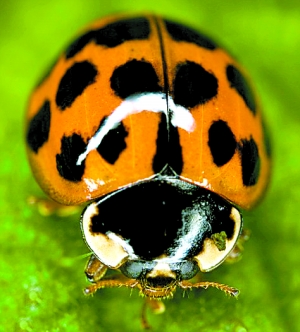 英國女子莫名失聰瓢蟲藏耳中3年 6次求診未發(fā)現(xiàn)