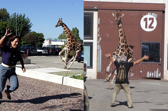 組圖：意大利馬戲團長頸鹿逃跑 逍遙上街忙壞警察