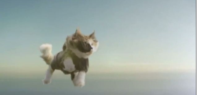 瑞典公司拍攝貓咪跳傘視頻引發熱議 被指虐貓太殘忍