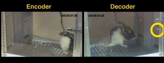 老鼠大腦植入微芯片 身處兩國也能產(chǎn)生“心靈感應(yīng)”