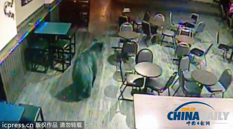 黑熊大搖大擺闖進美國酒吧 顧客竟全然不知
