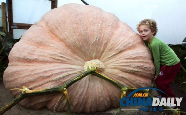 英農(nóng)民種出巨型南瓜 680千克或刷新全國(guó)紀(jì)錄