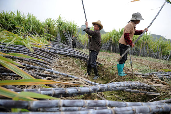 Farmers toiling in careers