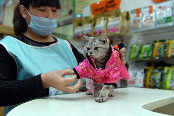 貓經濟興起 今天你“吸貓”了嗎？