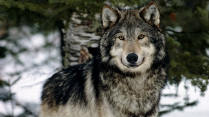 狼叫聲不同 電腦識(shí)別野狼嚎