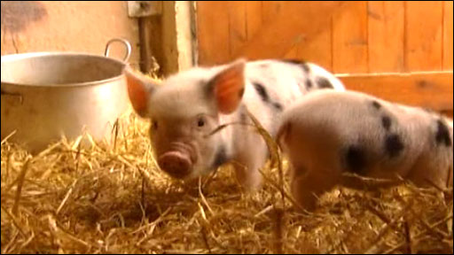 舒緩考試壓力妙法:尖叫 球浴 迷你豬