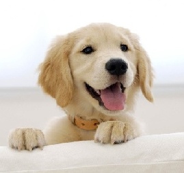 如何用英語淡定回應別人的贊美