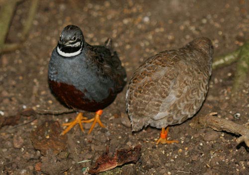 1美元在世界各國(guó)可以買到啥？