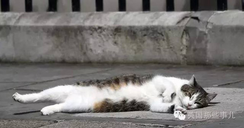 顏面掃地:英外交部“首席捕鼠官”偷溜首相府 無情被逐