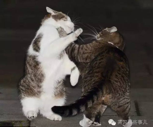 顏面掃地:英外交部“首席捕鼠官”偷溜首相府 無情被逐