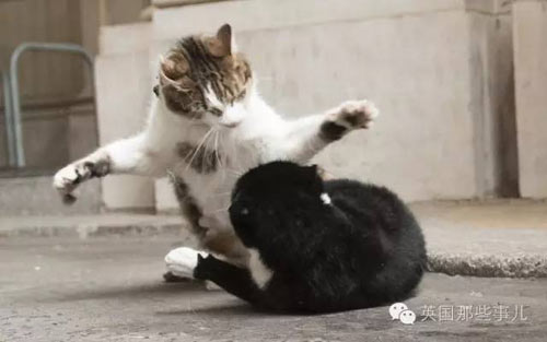 顏面掃地:英外交部“首席捕鼠官”偷溜首相府 無情被逐