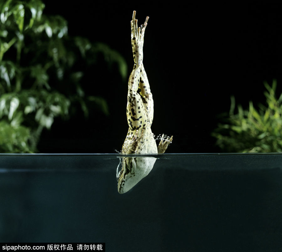 你的“蛙兒子”回來了嗎？盤點動物界佛系蛙日常萌照（組圖）