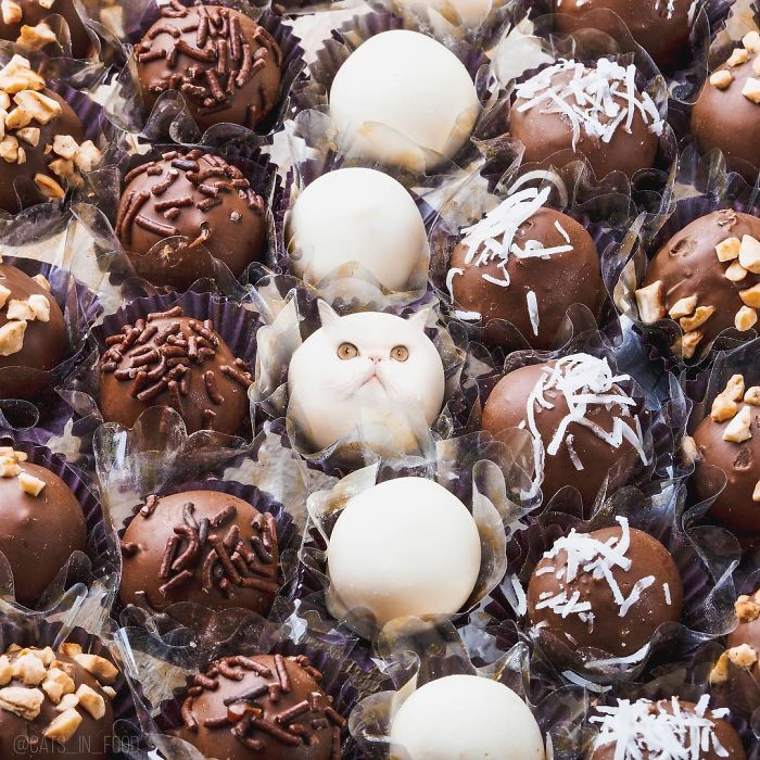 妙趣擋不??！把你最愛的貓P進你最愛的美食（組圖）