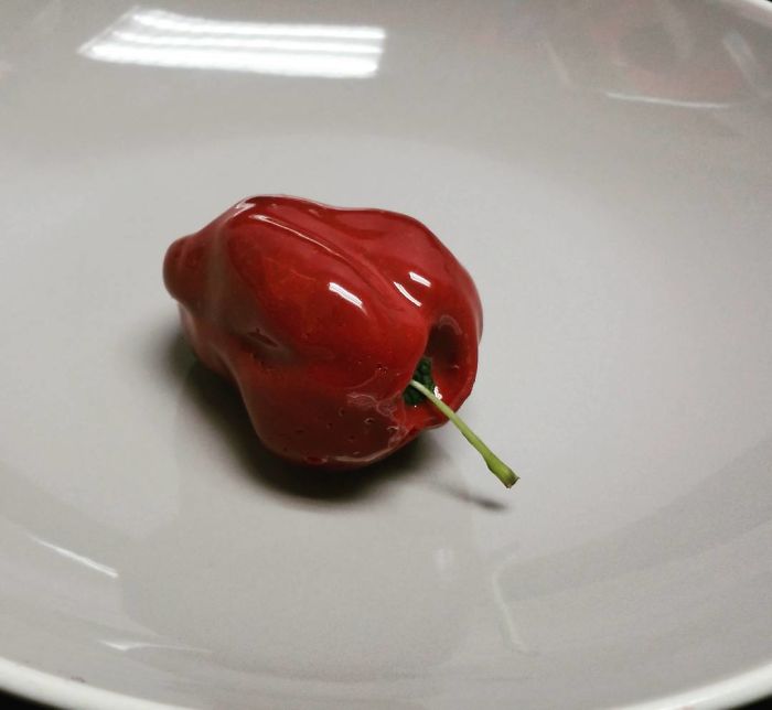 欺騙你的眼：這些東西，居然都是美味糕點（組圖）