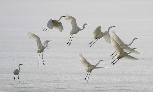 全球變暖 候鳥(niǎo)被迫遷徙更遠(yuǎn)