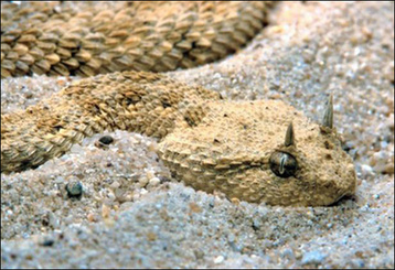 Iraq plagued by snakes <BR>伊拉克干旱引'狂蛇之災'