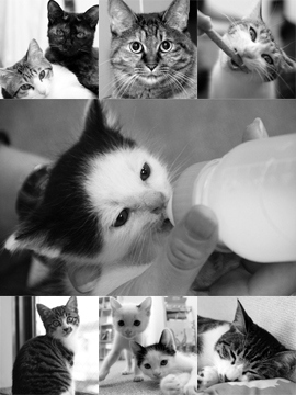 東京的暖萌辦公室:喵星人陪你工作