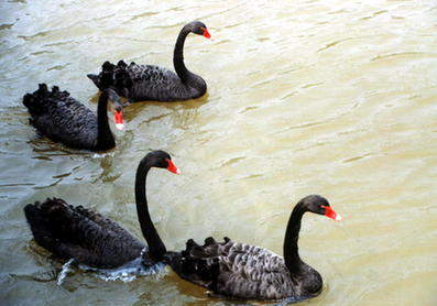 何為“黑天鵝”事件?