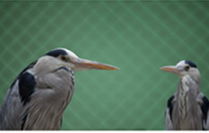 Animal advocates hope to break barriers