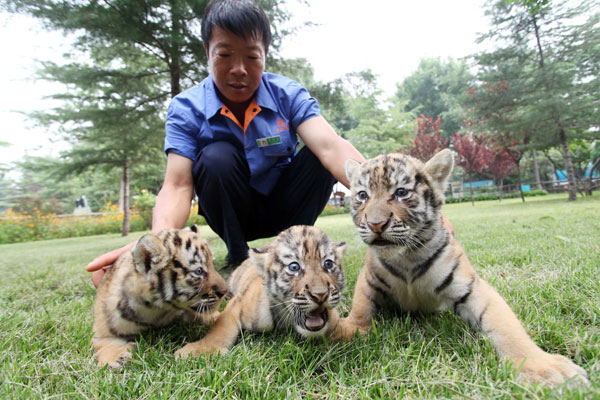 A zookeeper at Weifang Jinbaole Park plays with three baby tigers in Weifang, Shandong province, on Monday. Nations unite to help tigers
