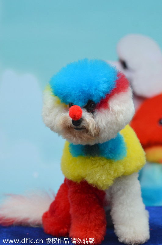 Pets have their own fashion show