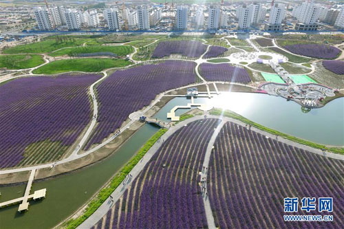 Gansu Jinchang: Flower city in North China